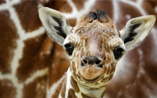 Giraffe closeup brown background white - free animals wallpaper