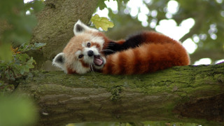 Red panda yawning in tree - furry art free wallpaper