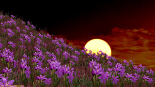 Purple flowers sun red sky - purple flower free wallpaper for desktop
