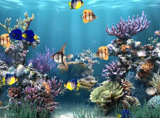 Large aquarium diverse fish colorful - a large aquarium free wallpaper