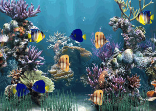 Large aquarium diverse fish vibrant 2 - a large aquarium free wallpaper