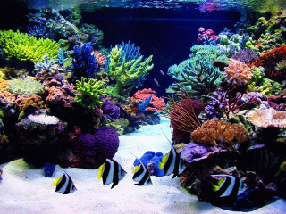 Fish swimming aquarium colorful plants - a large aquarium free wallpaper