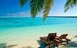 Beach chairs palm tree ocean 4 - clear blue water free wallpaper for desktop