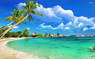 Beach palm tree blue sky 15 - beautiful scenery free wallpaper for desktop