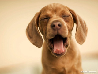 Dog mouth open tongue out 2 - morning free wallpaper