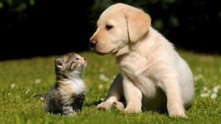 Puppy kitten sitting grass together - the others face free wallpaper