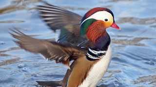 Colorful bird flapping wings lake - lake free wallpaper
