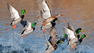 Ducks flying water landing wings - their wing free wallpaper