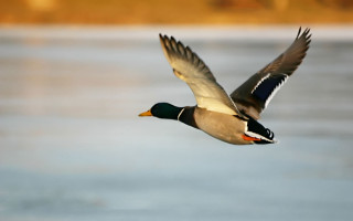 Duck flying water tree bird - male free wallpaper