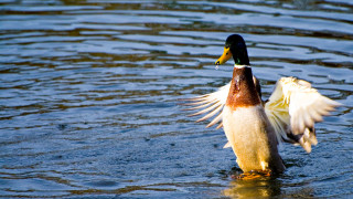 Duck wings spread water side - a duck free wallpaper