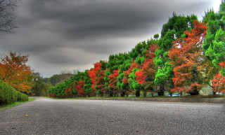 Road trees cloudy sky nature 2 - a bunch of trees free wallpaper