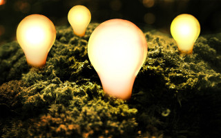 Light bulbs moss ground background 2 - light bulb free wallpaper