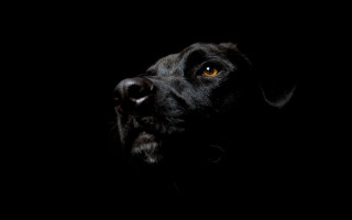 Black dog yellow eye looking 3 - a yellow eye free wallpaper