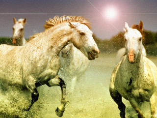 Horses running field night fullmoon - a few star free wallpaper