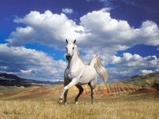 White horse running dry grass - a white horse free wallpaper for desktop