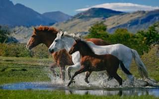 Horses running water mountain trees - two horse free wallpaper