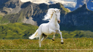 White horse running field mountains - a white horse free wallpaper