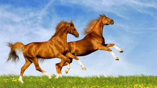 Horses running field flowers sky - boleslaw cybi free wallpaper
