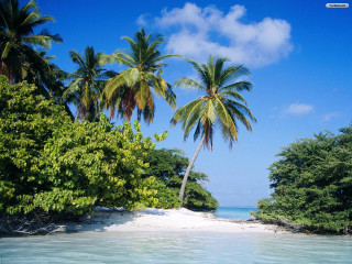 Beach palm trees blue sky 19 - carl critchlow free wallpaper for desktop