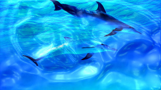 Dolphins swimming ocean bubbles water - douglas robertson bisset free wallpaper
