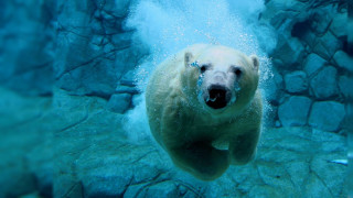Polar bear swimming water rocks 4 - underwater free wallpaper for desktop