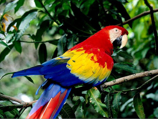 Colorful parrot perched branch tree 2 - a colorful parrot free wallpaper