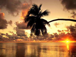 Palm tree sunset ocean clouds 2 - against a sunset over the ocean free wallpaper