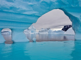 Polar bear swimming iceberg melting - melting free wallpaper