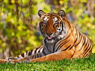 Tiger laying grass trees bushes 4 - a tiger free wallpaper for desktop