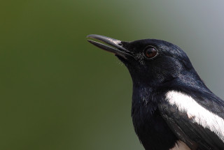 Black white bird macro green - a black head free wallpaper
