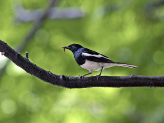 Bird worm branch tree green - its mouth free wallpaper