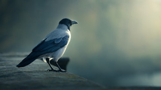 Bird standing on ledge in - its beak open free wallpaper