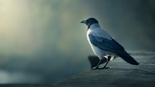Bird standing on ledge in 2 - a black beak free wallpaper