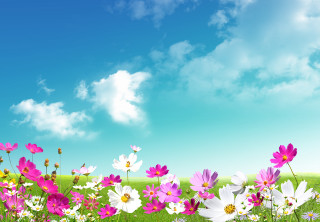 Field flowers blue sky white - a green grass field free wallpaper for desktop