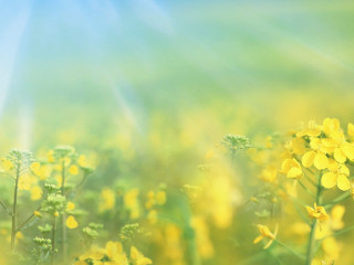 Yellow flowers blue sky sunbeams - yellow flower free wallpaper