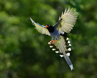 Bird flying angel wings aurora - a tree in the background free wallpaper