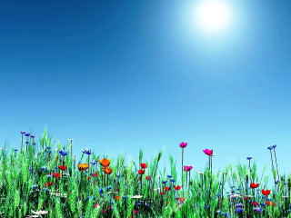 Field flowers grass blue sky 6 - summer free wallpaper