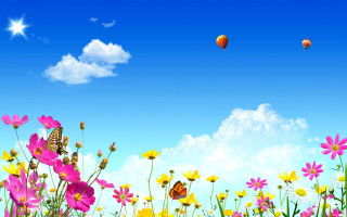 Field flowers butterfly blue sky - summer free wallpaper