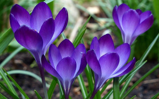 Purple flower group grass sunny - the grass next free wallpaper