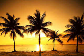 Sunset palm trees boat water - palm tree and a boat free wallpaper