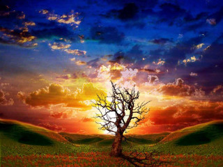 Tree field sunset clouds sky 8 - arthur quartley free wallpaper