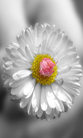 White flower pink center macro - macro photography free wallpaper for mobile