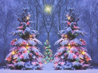 Christmas trees lit snow stars - the snow free wallpaper for desktop