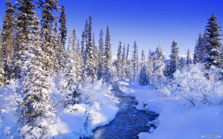 River snow forest tall trees - free winter wallpaper