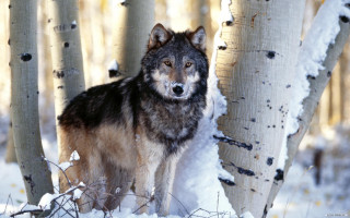 Wolf snow trees woods snowground - a wolf free wallpaper