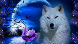 Wolf purple flower fullmoon stars - a blue sky and water free wallpaper