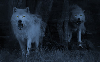 Two white wolves dark mouths - their mouth free wallpaper for desktop