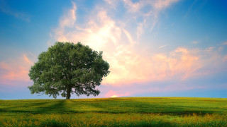 Lone tree grassy field pink - a grassy field under a cloudy sky free wallpaper