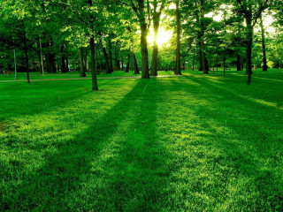 Grassy field trees bench sunshine 2 - a grassy field free wallpaper for desktop