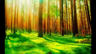 Green forest trees grass sunlight - a green forest free wallpaper